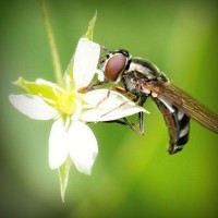 /album/biolampa-bioptron-by-zepter-/photolia-a02-jpg/