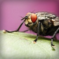 /album/biolampa-bioptron-by-zepter-/photolia-a08-jpg/